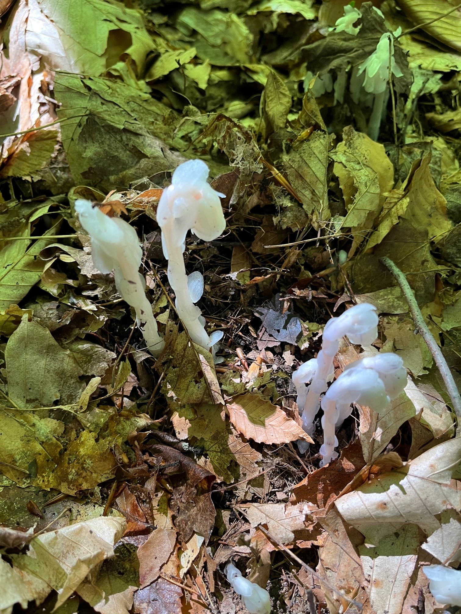 Indian pipes emerging from the leaf litter in a wooded area